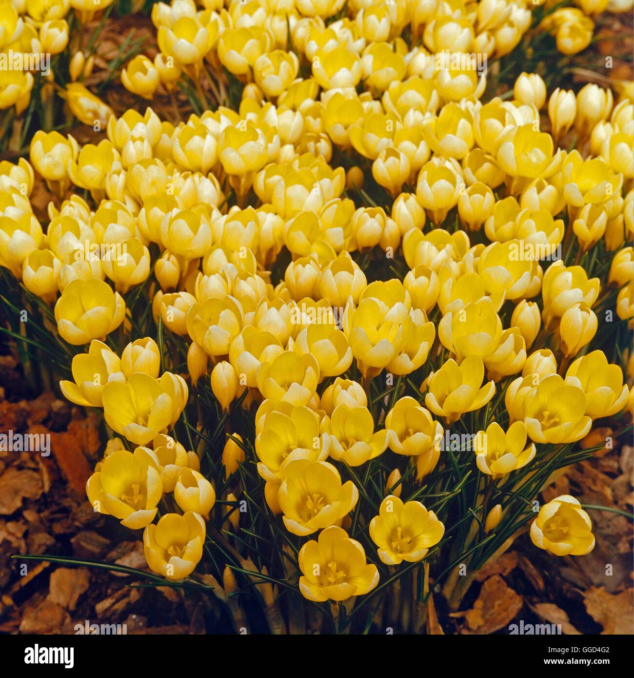 Crocus chrysanthus - `Romance'   BUL014158 Stock Photo